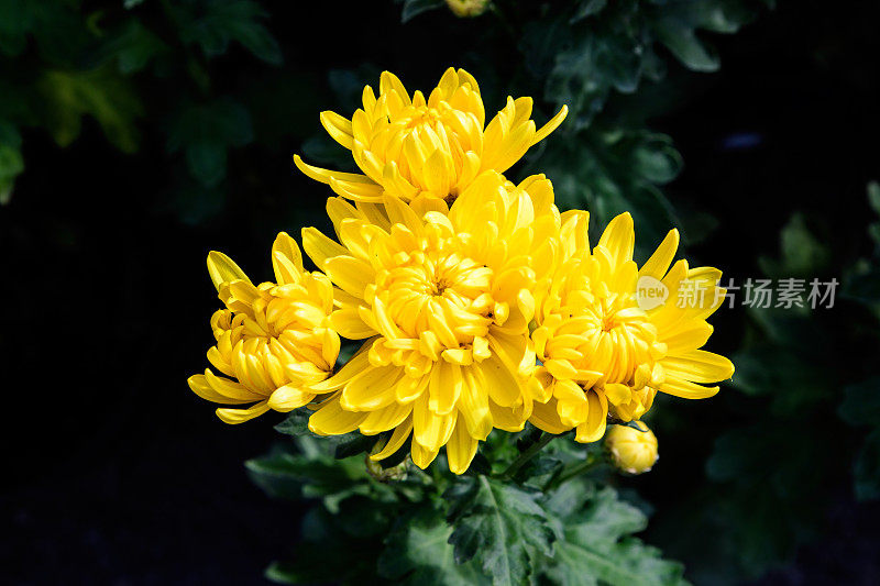 Close of vivid yellow Chrysanthemum x morifolium flowers in a garden in a sunny autumn day, view from above关闭鲜艳的黄色菊花x morifolium花在花园在一个阳光明媚的秋天，从上面看